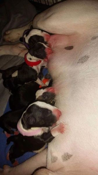 chiot Bull Terrier Of The South West Big Noses